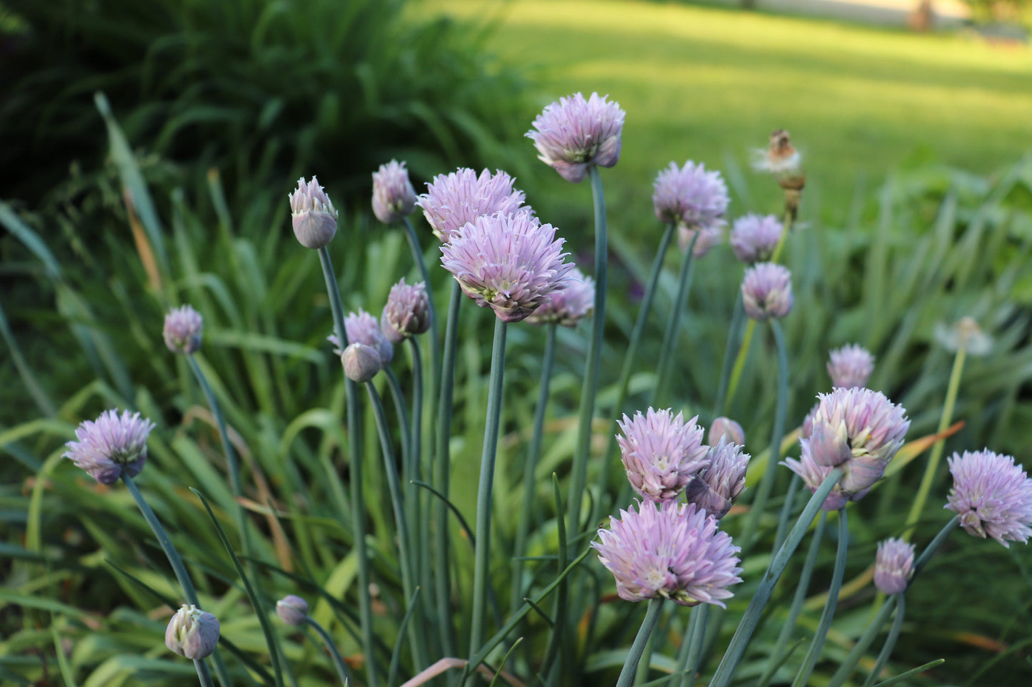 Chives - Purple flowers with green leaves in a garden setting
