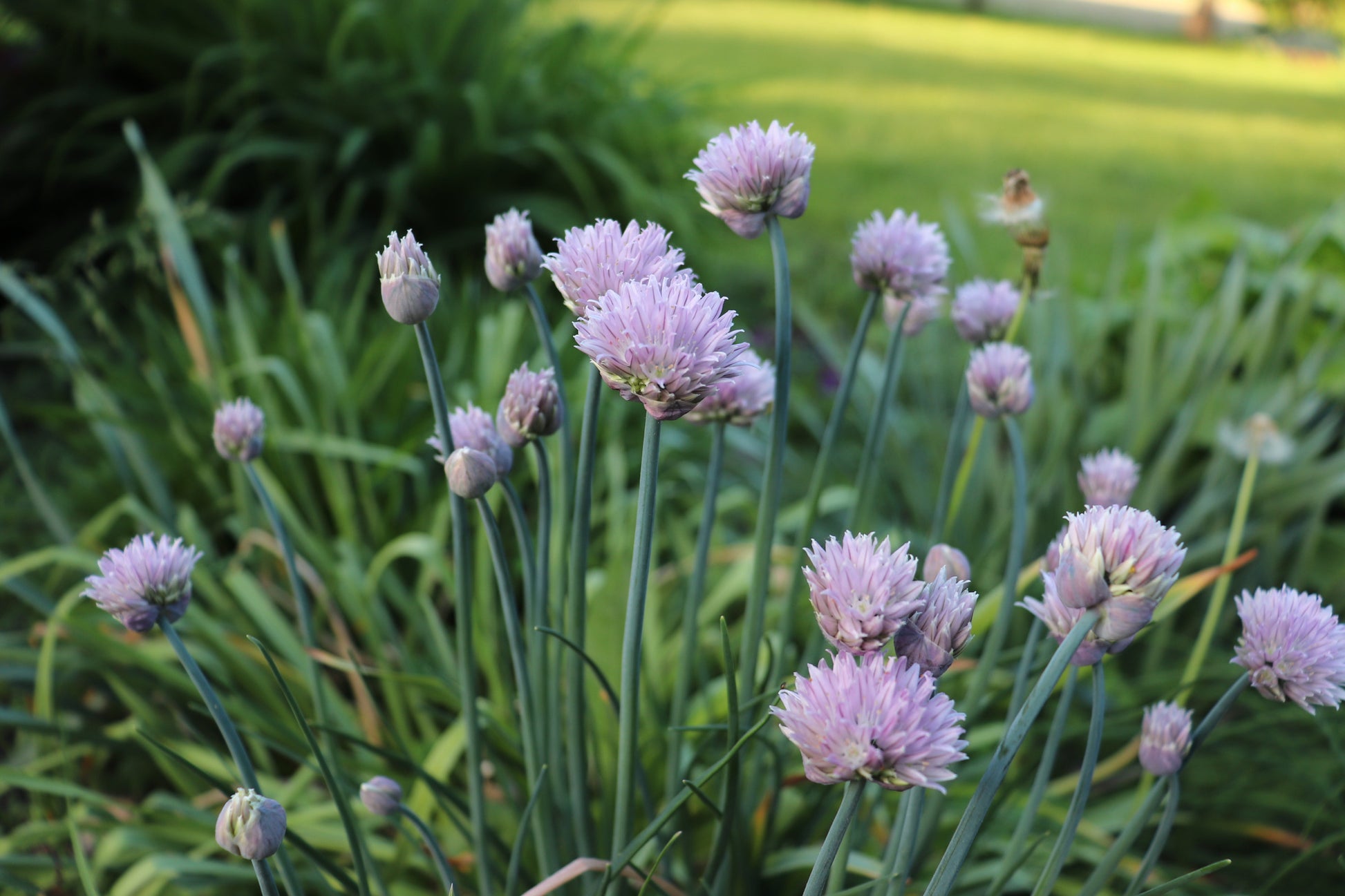 Chives - Purple flowers with green leaves in a garden setting